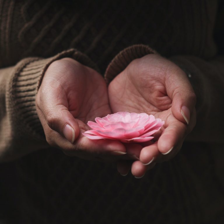 hands holding a pink lotus flower